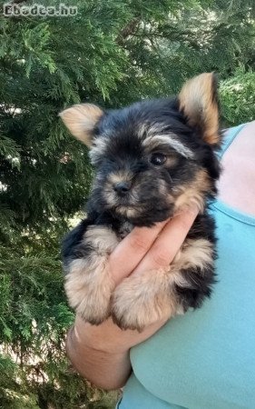 Yorkshire terrier kiskutyák, Yorki babák