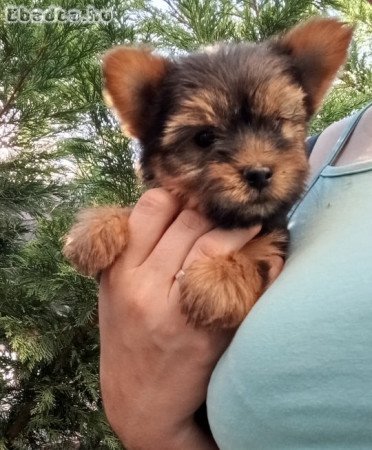 Yorkshire terrier kiskutyák, Yorki babák