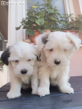 Bichon havanese kislányok