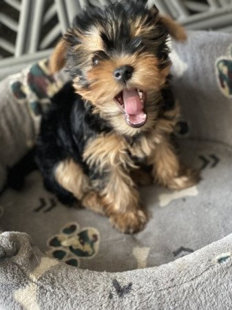 Yorkshire terrier mini