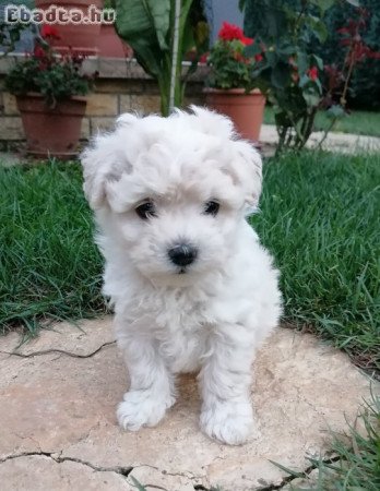 Bichon havanese kislányok