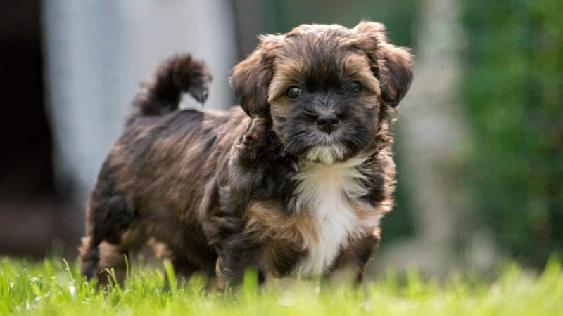 Bichon havanese