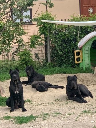 Cane corso