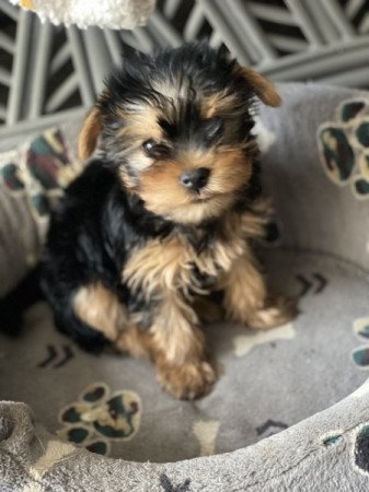 Yorkshire terrier mini