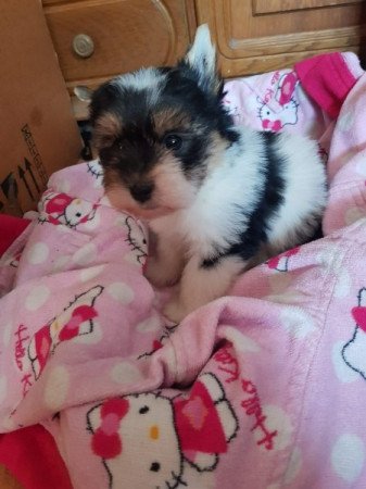 Biewer yorki yorkshire