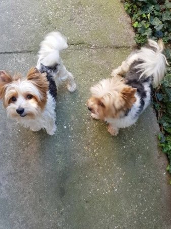 Biewer yorki yorkshire