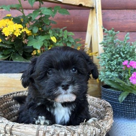 Bichon Havanese