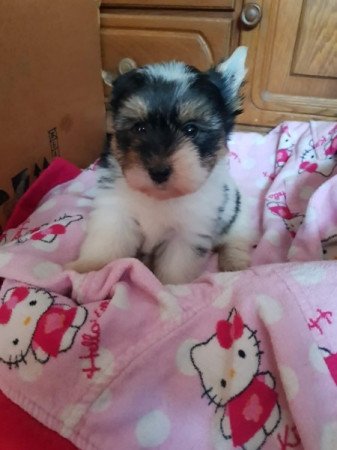 Biewer yorki yorkshire