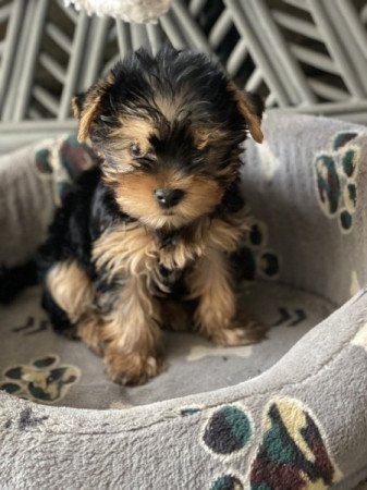 Yorkshire terrier mini