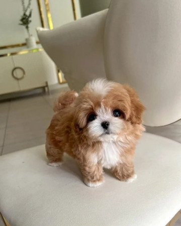 Maltipoo kiskutya