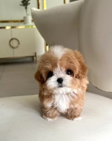 Maltipoo kiskutya