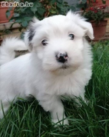 Bichon Havanese kislányok