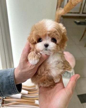 Maltipoo kiskutya