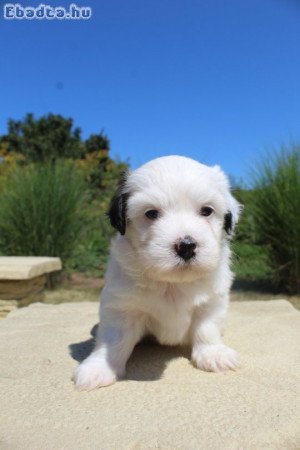 Bichon Havanese kislányok