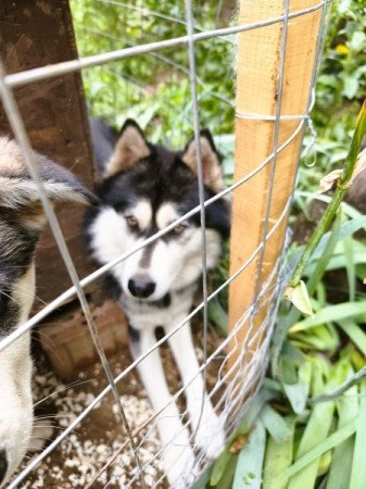 Husky