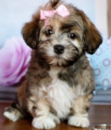 Bichon havanese