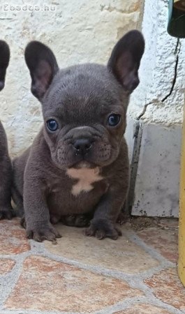 Francia bulldog kiskutyák, kék (blue)