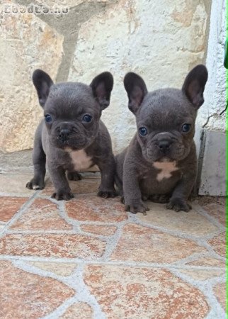 Francia bulldog kiskutyák, kék (blue)