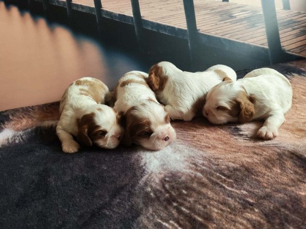 Cavalier King Spániel
