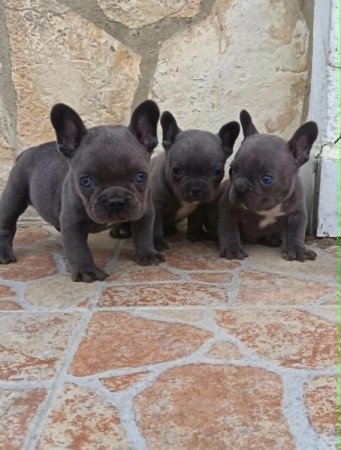 Francia bulldog
