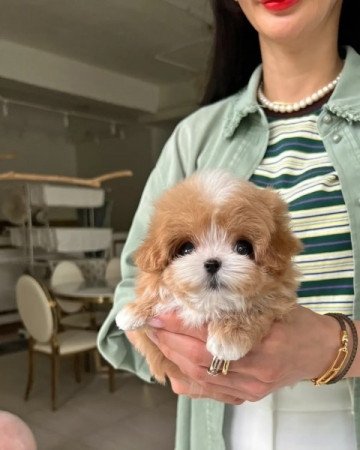 Maltipoo kiskutya