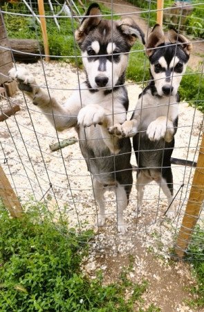 Husky
