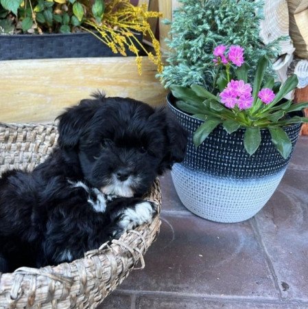 Bichon Havanese