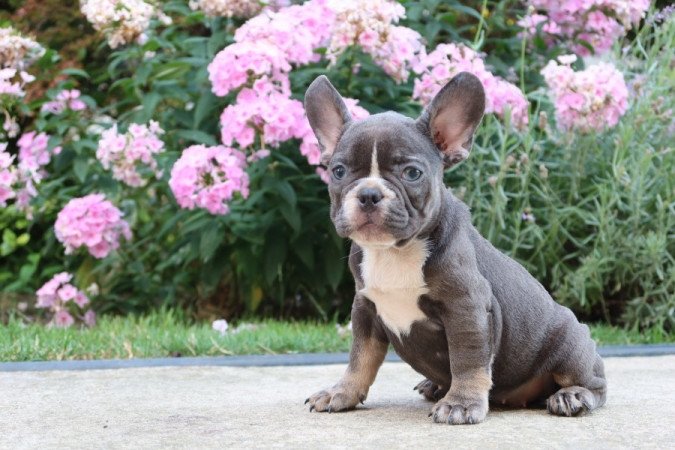 Francia bulldog