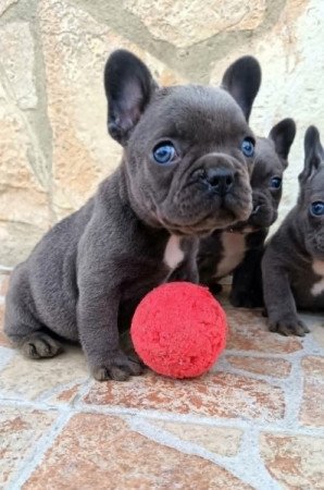 Francia bulldog