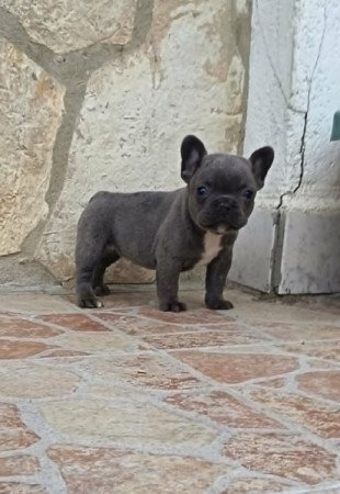 Francia bulldog
