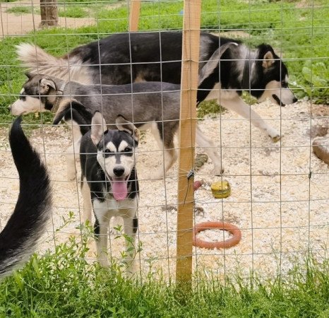 Husky