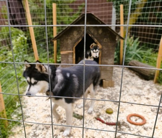 Husky