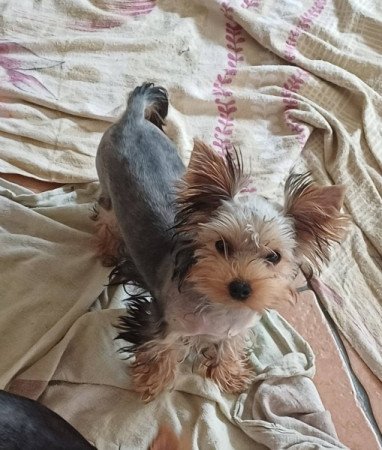 yorkshire terrier , yorky