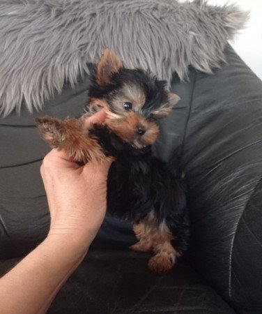 yorkshire terrier , yorky