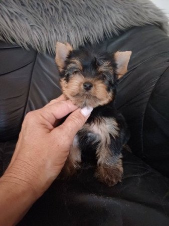yorkshire terrier , yorky