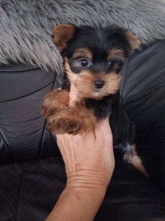 yorkshire terrier , yorky