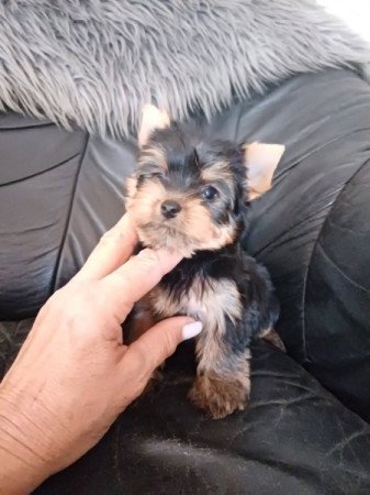 yorkshire terrier , yorky