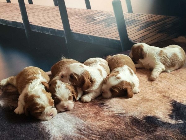 Cavalier King Spániel