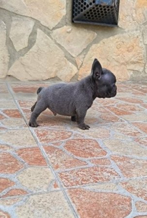 Francia bulldog
