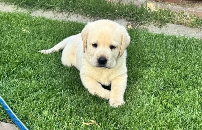 Labrador