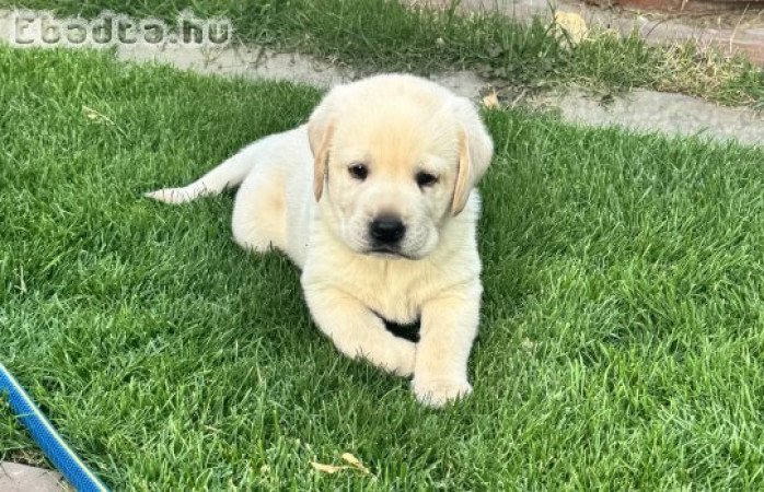 Labrador kölykök eladók