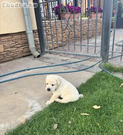 Labrador kölykök eladók