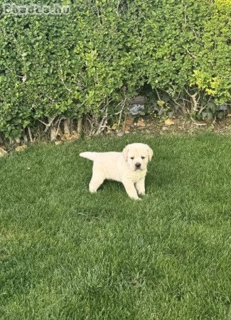 Labrador kölykök eladók