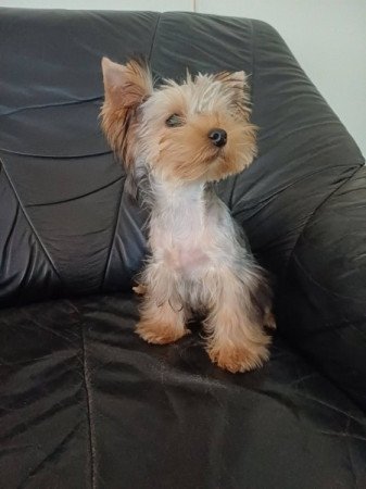 yorkshire terrier , yorky