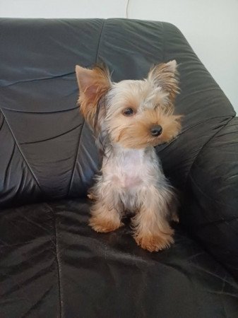 yorkshire terrier , yorky