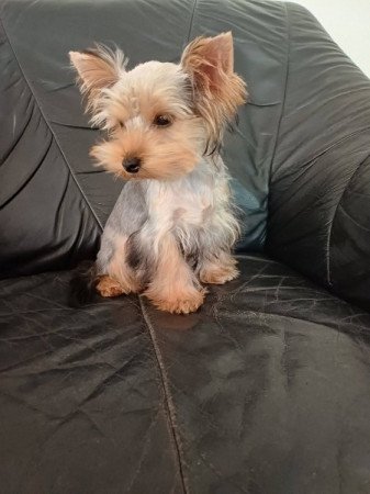 yorkshire terrier , yorky