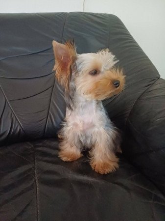 yorkshire terrier , yorky