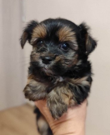 Yorkshire terrier