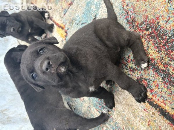 Cane corso