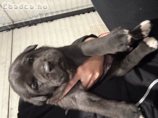 Cane corso